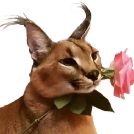 Шлёпанцы preview