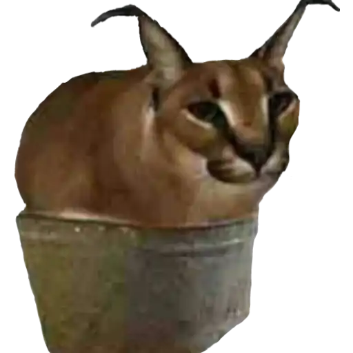 Шлёпанцы preview