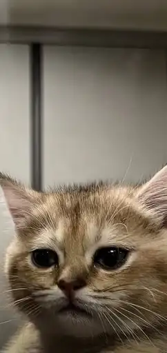 Катя кот preview