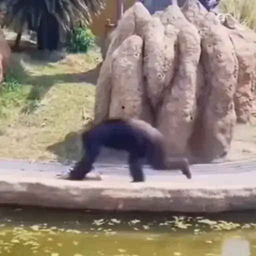 Обезьянки preview