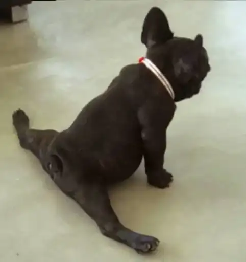 Sticker 🤸‍♀️