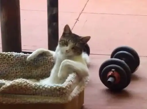 Sticker 🏋️‍♂️