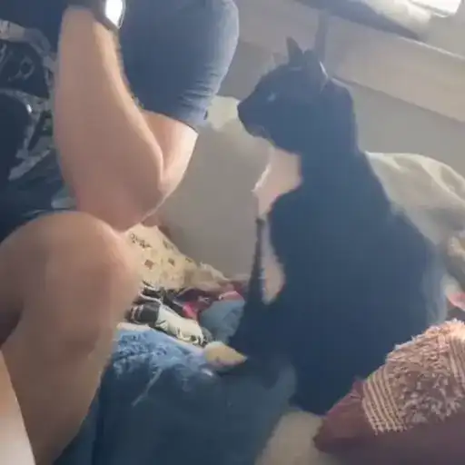 Sticker 🐈‍⬛️