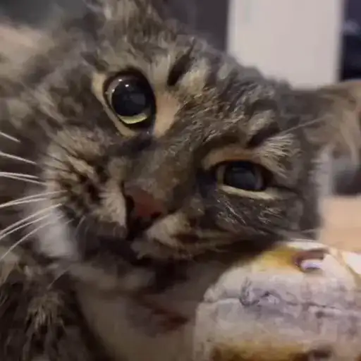 Sticker 🐈‍⬛️