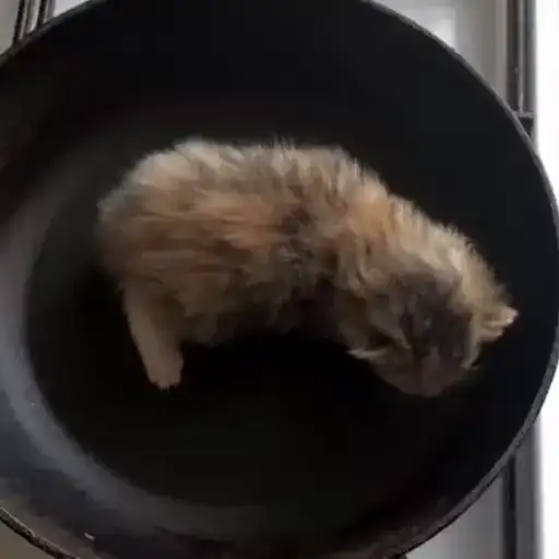 Sticker 🐈‍⬛️