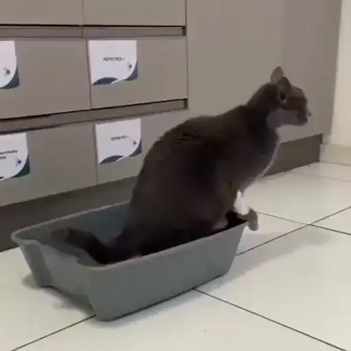 Sticker 🐈‍⬛️